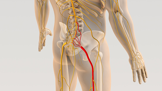 Sciatica is a medical condition characterized by pain that radiates along the path of the sciatic nerve, which is the longest and widest nerve in the human body. The sciatic nerve starts in the lower back and extends down each leg. Sciatica occurs when there is compression, irritation, or inflammation of the sciatic nerve or the nerve roots that contribute to it. This condition can be quite painful and is often associated with lower back pain. The sciatic nerve is formed by nerve roots in the lower spine (L4 to S3) and runs down through the buttocks and the back of each leg. It provides sensation and controls the muscles of the lower extremities.
