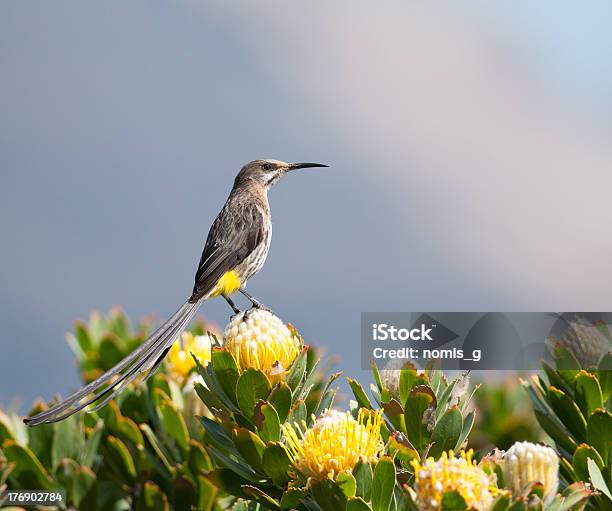 Cape Sugarbird 2 Stock Photo - Download Image Now - Animal, Bird, Cape Sugarbird