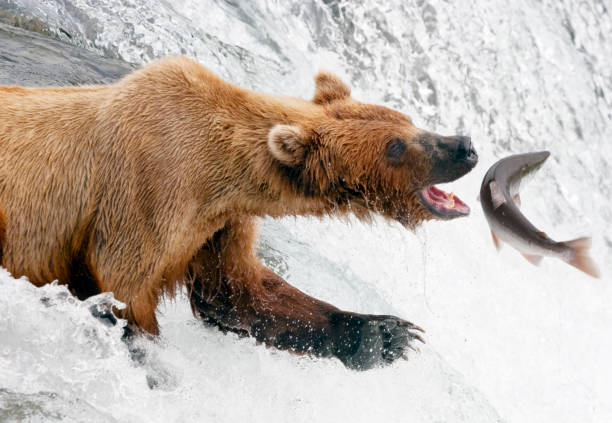 Brown Bear catching Fish A Brown Bear catches a salmon at Brooks Falls brown bear catching salmon stock pictures, royalty-free photos & images