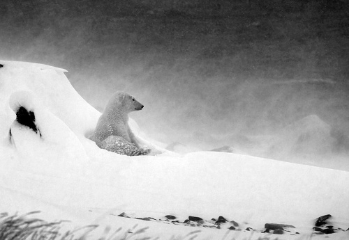 Polar Bear on the tundra, Churchill MB, Canada