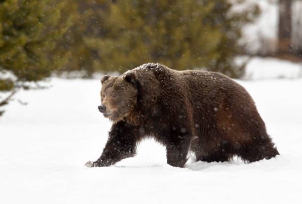 istock Grizzly bear walking on snow 1769029690