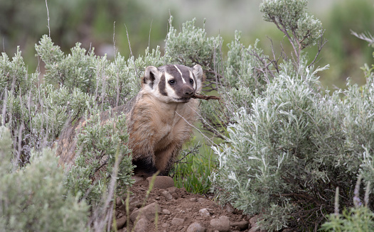 American badger with stick and sagebrush