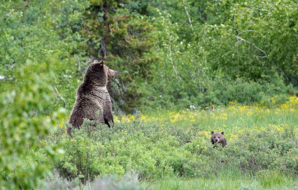 istock Grizzly bear and cub in yellow flowers 1769029703