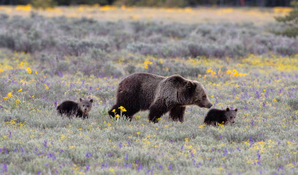 istock Grizzly bear sow and two cubs 1769030242