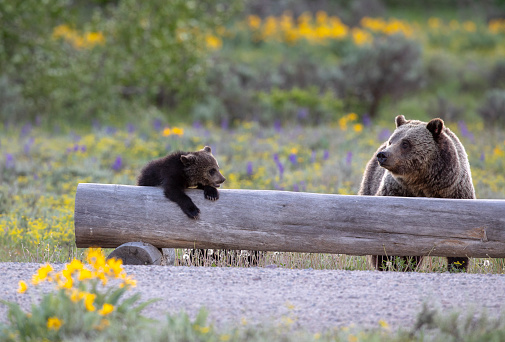 Grizzly bear cub on log with sow bear next to log