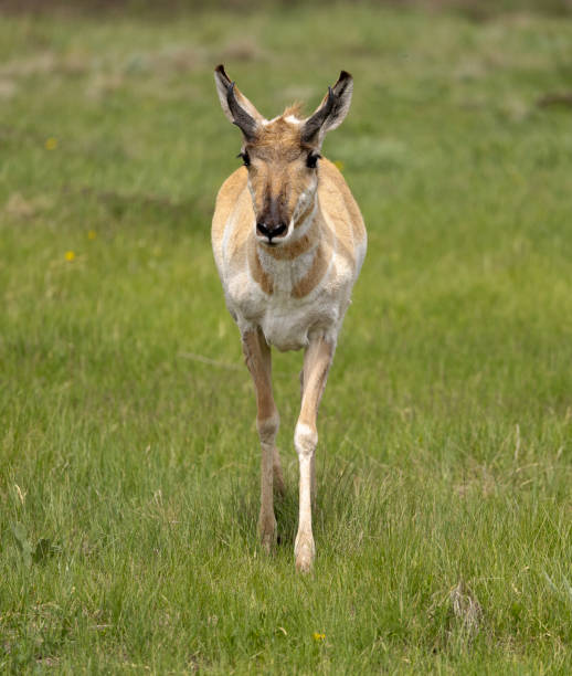 istock Front view of pronghorn on grass 1769030818