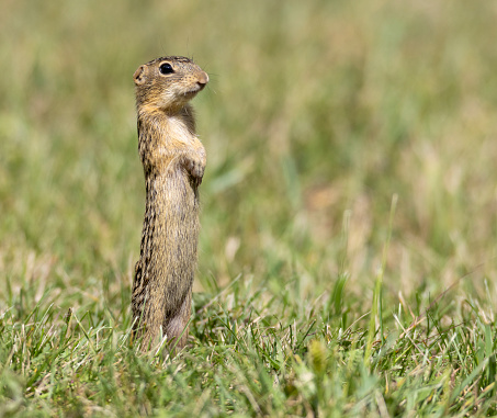thirteen-lined ground squirrel in grass at attention