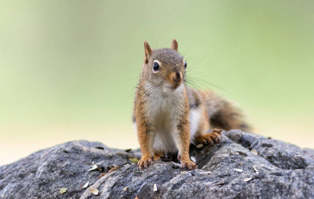 istock American red squirrel on rock with sunflower seeds 1769030875