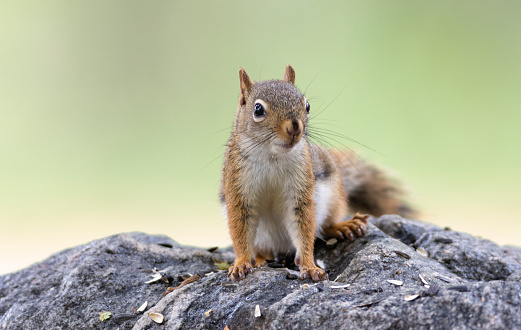 American red squirrel on rock with seeds