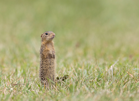 thirteen-lined ground squirrel standing