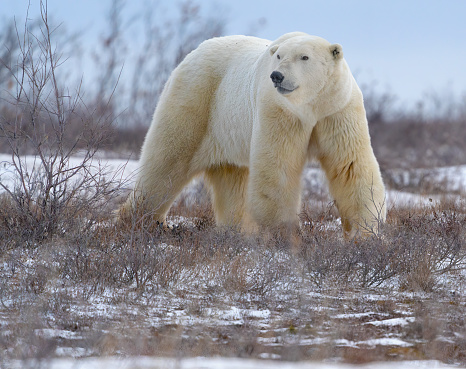 Waving brown bear (Ursus Arctos) sitting in winter snow; Bozeman, Montana, USA