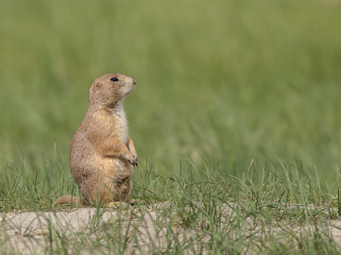 A groundhog whistling, in Austrian mountain