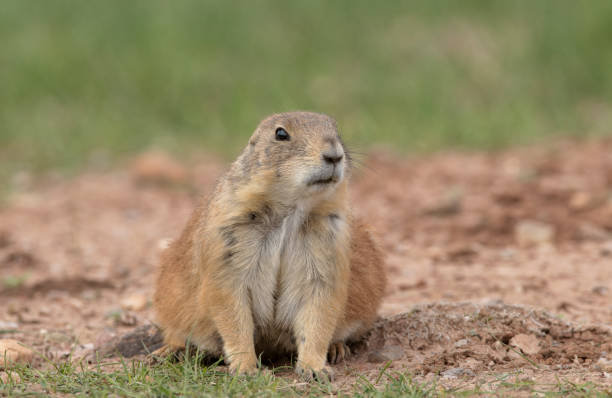istock Front view of prairie dog at burrow with grass 1769031459