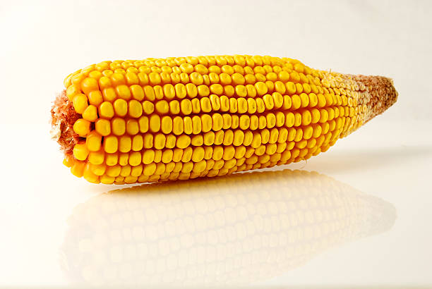 suszone kukurydza z odbicie - corn on the cobb zdjęcia i obrazy z banku zdjęć