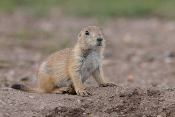 istock Prairie dog at burrow on dirt with grass 1769031971