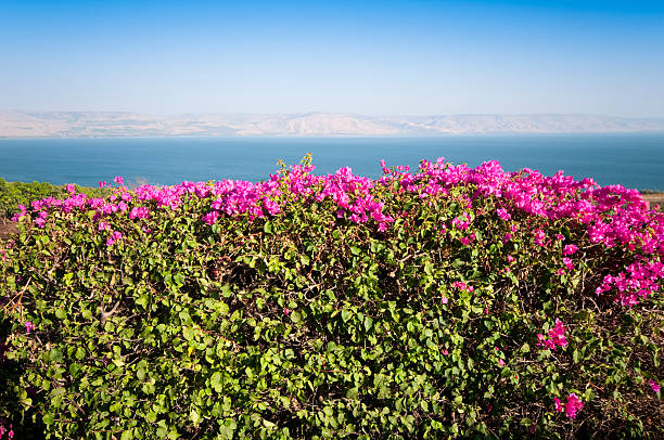 istock view at the sea of galilee 176903213