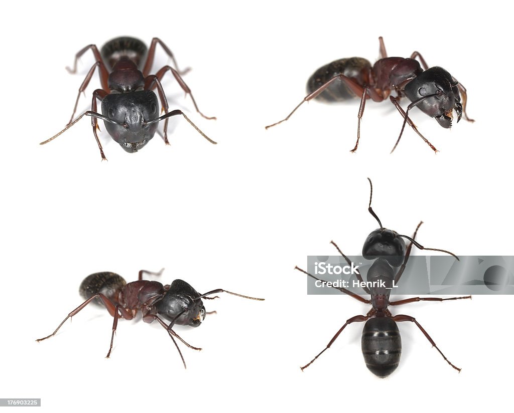 Carpentiere ants (Camponotus herculeanus) - Foto stock royalty-free di Formica carpentiere