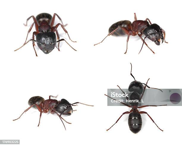 Carpentiere Ants - Fotografie stock e altre immagini di Formica carpentiere - Formica carpentiere, Sfondo bianco, Formica