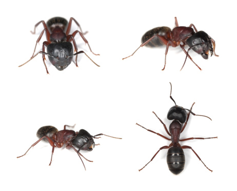 Carpenter ants (Camponotus herculeanus) isolated on white. Different positions.