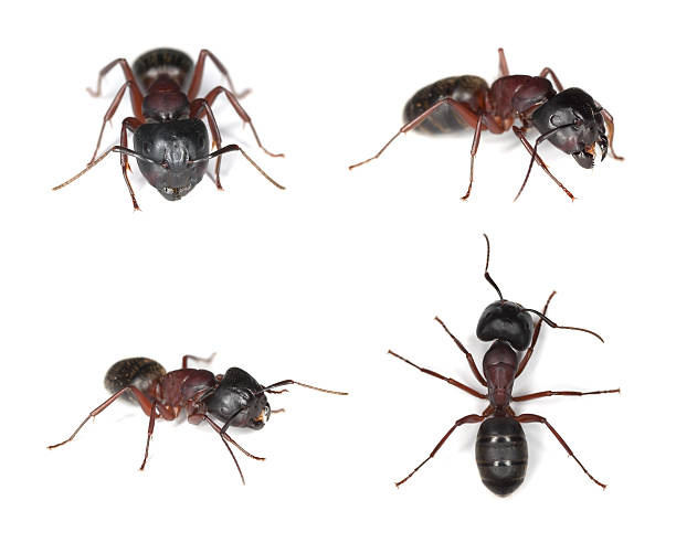 Carpenter ants (Camponotus herculeanus) stock photo