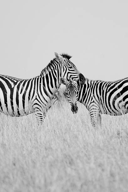 Deux zèbre à l'état sauvage. - Photo