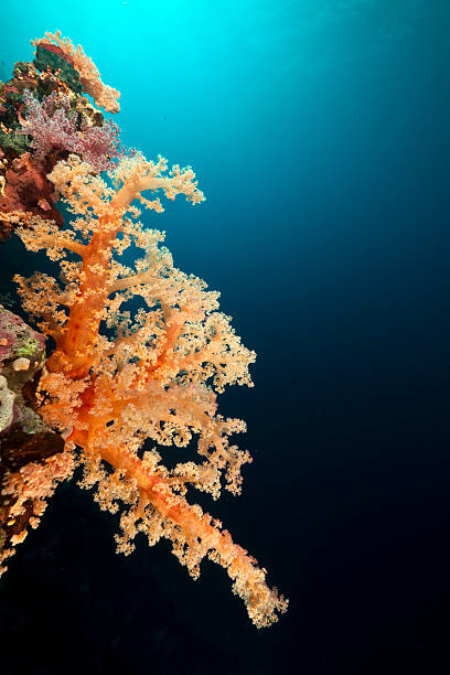 istock Fish and tropical reef in the Red Sea. 176903596