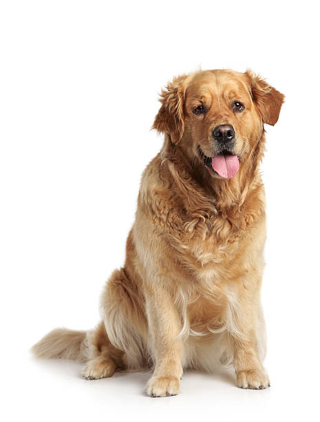 istock Golden Retriever on white background 176903600