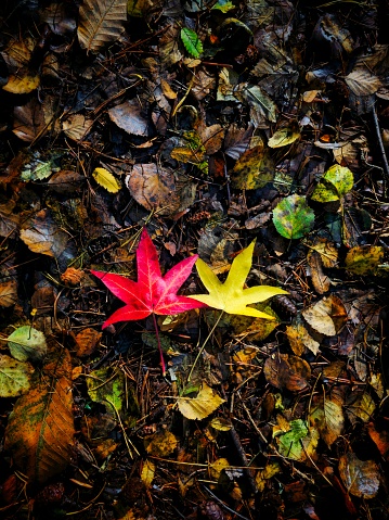 Autumnal scene depicting a red and a yellow leaf together on the floor in the park, surrounded by many other leaves and autumnal foliage.
