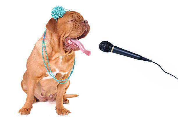 istock Big Dog Singing out Loud 176903717