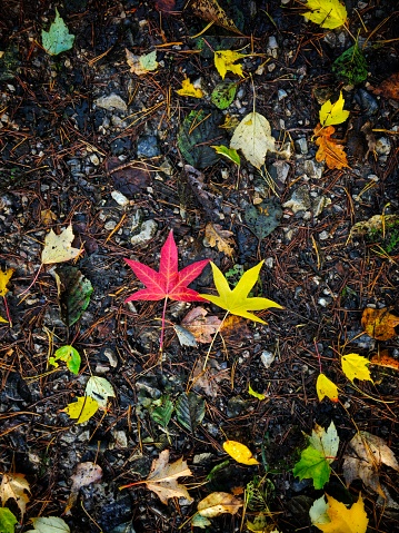 Autumnal scene depicting a red and a yellow leaf together on the floor in the park, surrounded by many other leaves and autumnal foliage.