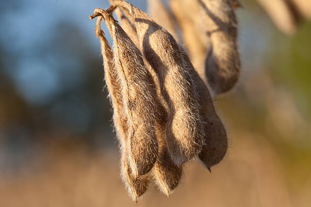 Soybeans stock photo