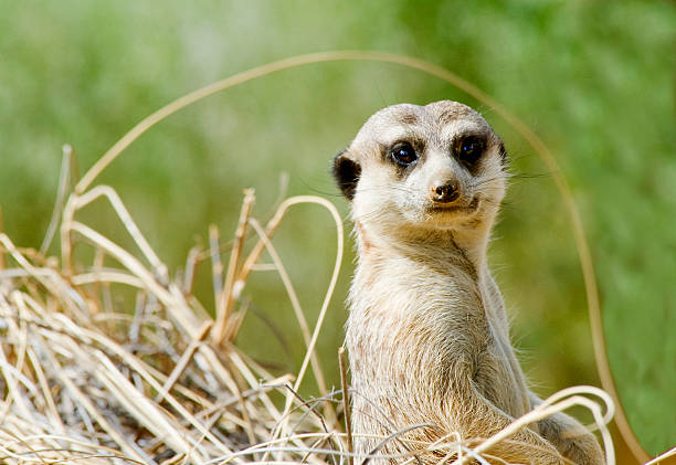 istock Close up of a Meerkat 176904049