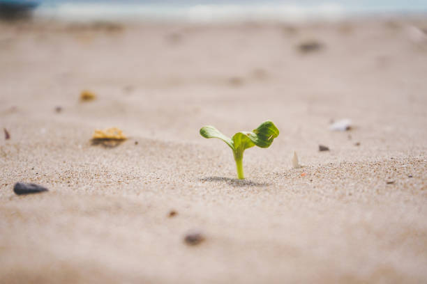 istock Little green sprout growing in the beach 1769041835