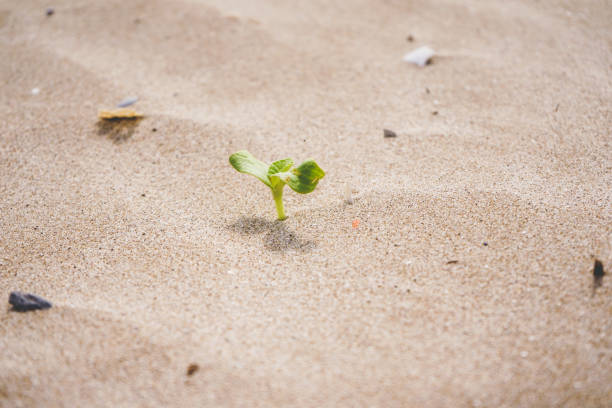 istock Little green sprout growing in the beach 1769041858