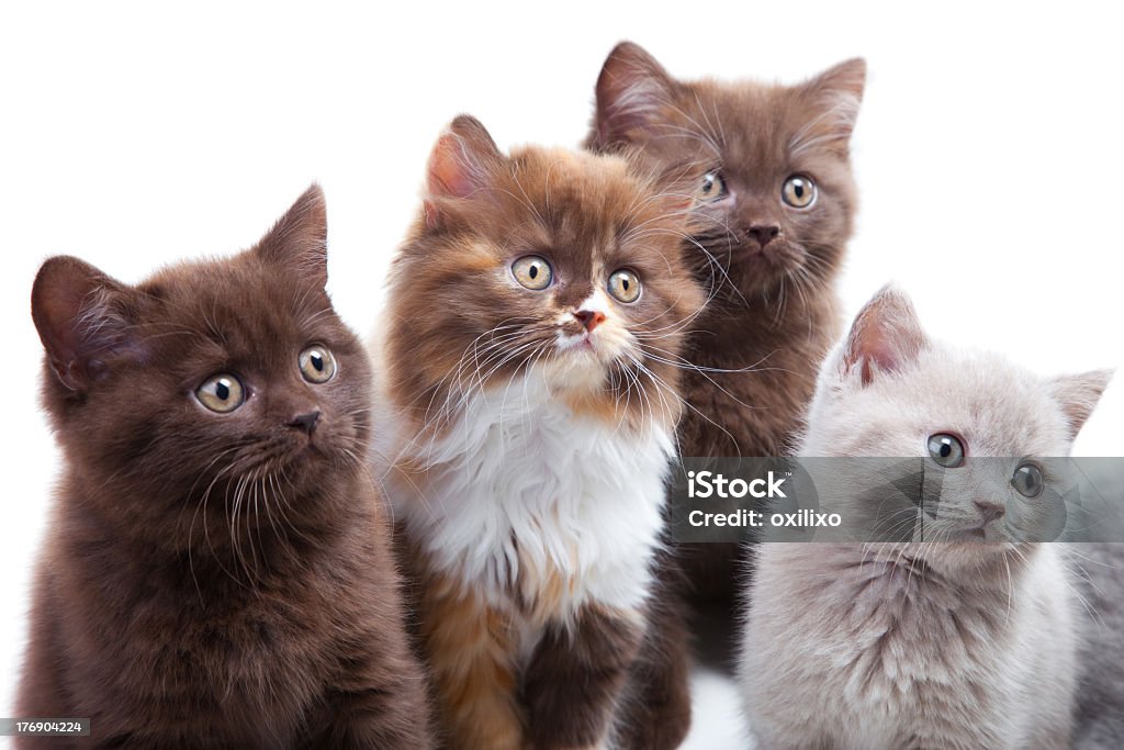 4 つのかわいい brititsh kittens - ふわふわのロイヤリティフリーストックフォト
