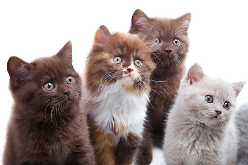 Four cute brititsh kittens