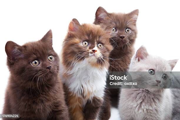 Foto de Quatro Linda Brititsh Que Os Gatinhos e mais fotos de stock de Amizade - Amizade, Animal, Animal de estimação