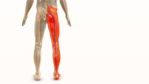 istock Medical concept for sciatic nerve discomfort 1769042482