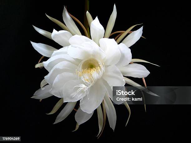 숙박 꽃 세레우스 캐터스 아이리스입니다 0명에 대한 스톡 사진 및 기타 이미지 - 0명, 검은색, 꽃-꽃의 구조