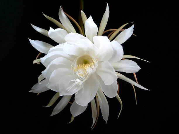 Night Blooming Cereus [Cactus Flower] stock photo