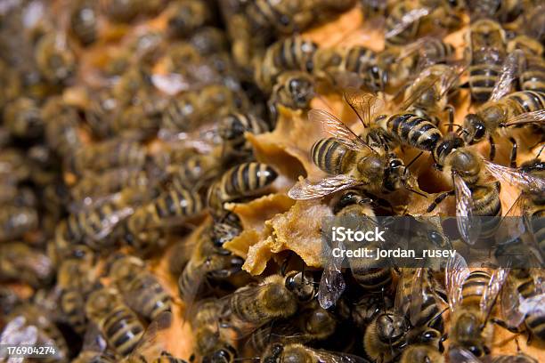 Bees On Honeycomb Stock Photo - Download Image Now - Alternative Medicine, Animal, Beauty