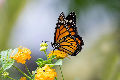 Orange Monarch butterfly pollinating yellow Lantana flowers in a tropical garden