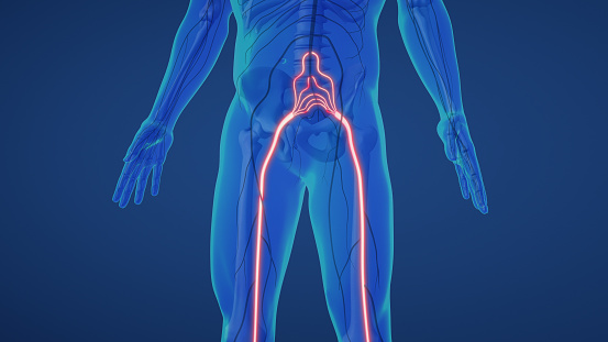 Sciatic nerve discomfort refers to the pain or discomfort associated with the sciatic nerve, which is the longest nerve in the human body. This nerve originates in the lower back, extends down through the buttocks, and runs along the back of each leg. Sciatic nerve discomfort is typically characterized by a sharp, shooting pain that radiates along the path of the nerve. This discomfort can vary in intensity and may be accompanied by other symptoms, such as numbness, tingling, or weakness in the affected leg. The most common cause of sciatic nerve discomfort is a condition called 