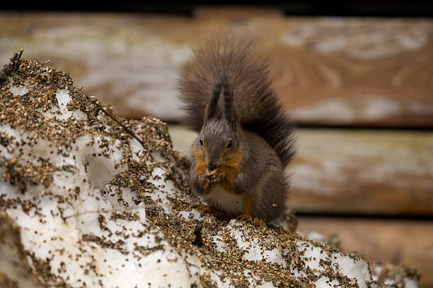 Squirrel stock photo