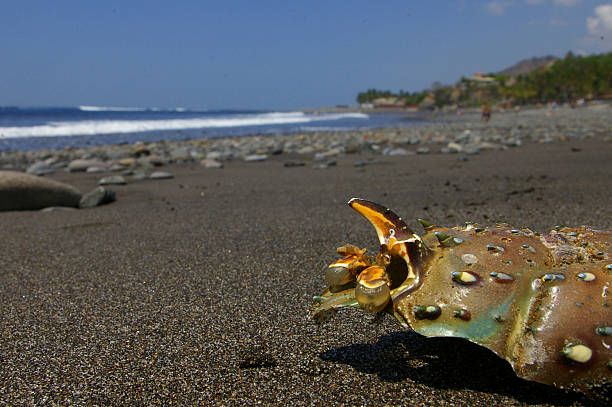crab shell on beach stock photo