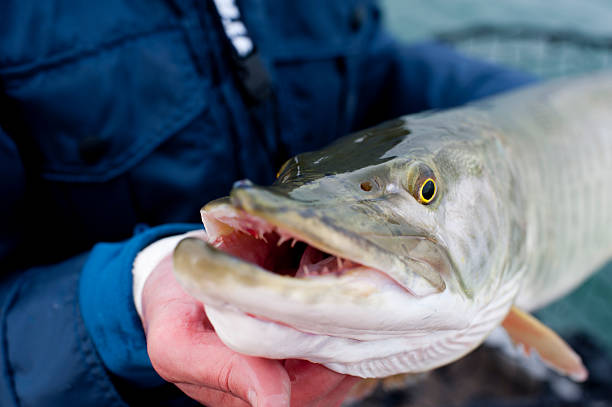 istock Large Toothy Fish with Mouth Open 176905337