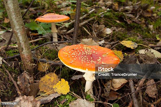 Cogumelos Na Floresta Verde - Fotografias de stock e mais imagens de Boné - Boné, Botânica - Ciência de plantas, Castanho