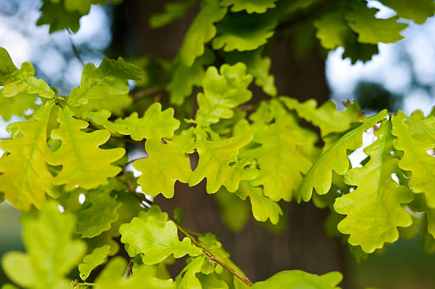 Oak leaves stock photo