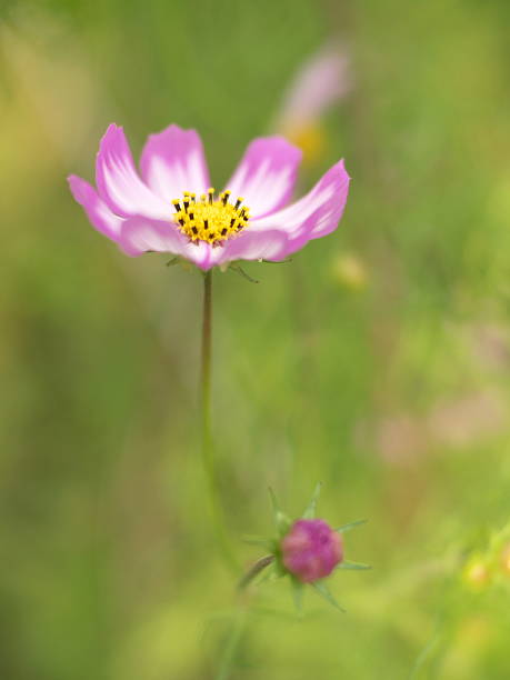 istock pink border white cosmos flower 176905737