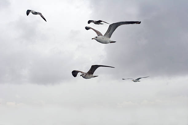 istock group of seagull flying 176905750